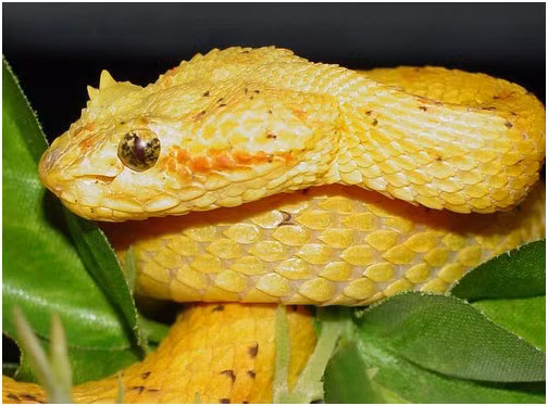  Do vậy, nhiều chuyên gia cho hay không có bất cứ bằng chứng rõ ràng nào cho thấy trên Trái đất có loài rắn có mào đỏ như mào gà trên đầu như các câu chuyện lan truyền trong dân gian.