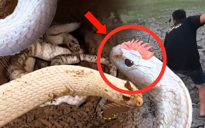 Các nhà khoa học chỉ ghi nhận một loài rắn đặc biệt có sừng là rắn lục sừng Fansipan. Tên Latinh của loài này là Trimeresurus cornutus, họ: Viperidae. Chiếc sừng của loài rắn này không phải nhú từ trong đầu ra mà hình thành từ lớp vẩy dầy trên hai mí mắt của chúng.