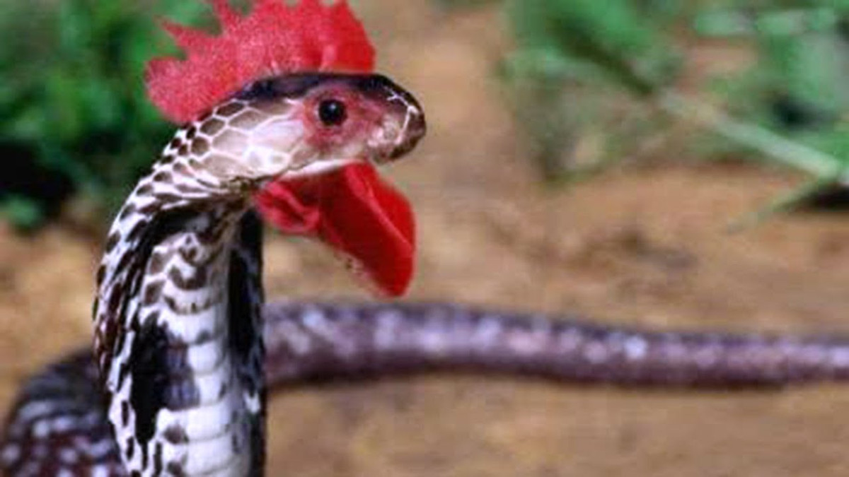 Tương tự, Tiến sĩ Xã hội học Trịnh Hòa Bình cho hay những câu chuyện về "rắn thần" là chuyện đồn thổi. Những câu chuyện này do có người cố tình thêu dệt nên để đẩy sự tập trung của mọi người vào sự tín ngưỡng nào đấy, hoặc chỉ đơn giản tạo ra sự hấp dẫn, bịa đặt như thật của một câu chuyện hoang đường. Đó là ý đồ của người tạo dựng những câu chuyện gắn với một loài vật không có thật là rắn thần. (Ảnh trong bài chỉ mang tính tham khảo).