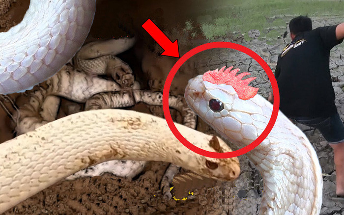 Các nhà khoa học chỉ ghi nhận một loài rắn đặc biệt có sừng là rắn lục sừng Fansipan. Tên Latinh của loài này là Trimeresurus cornutus, họ: Viperidae. Chiếc sừng của loài rắn này không phải nhú từ trong đầu ra mà hình thành từ lớp vẩy dầy trên hai mí mắt của chúng.