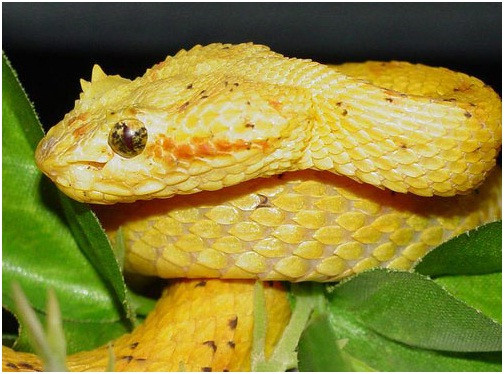  Do vậy, nhiều chuyên gia cho hay không có bất cứ bằng chứng rõ ràng nào cho thấy trên Trái đất có loài rắn có mào đỏ như mào gà trên đầu như các câu chuyện lan truyền trong dân gian.