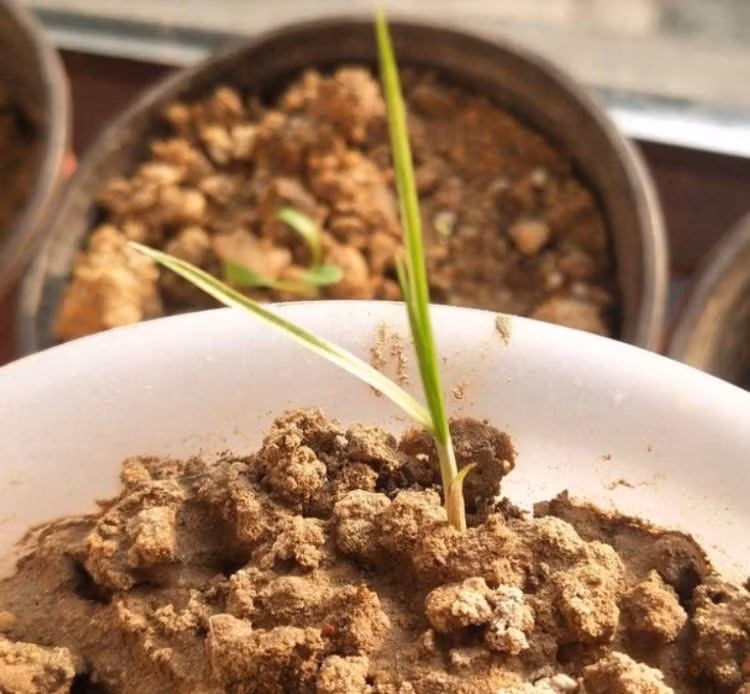 Loai co dai chua mo vang trong re