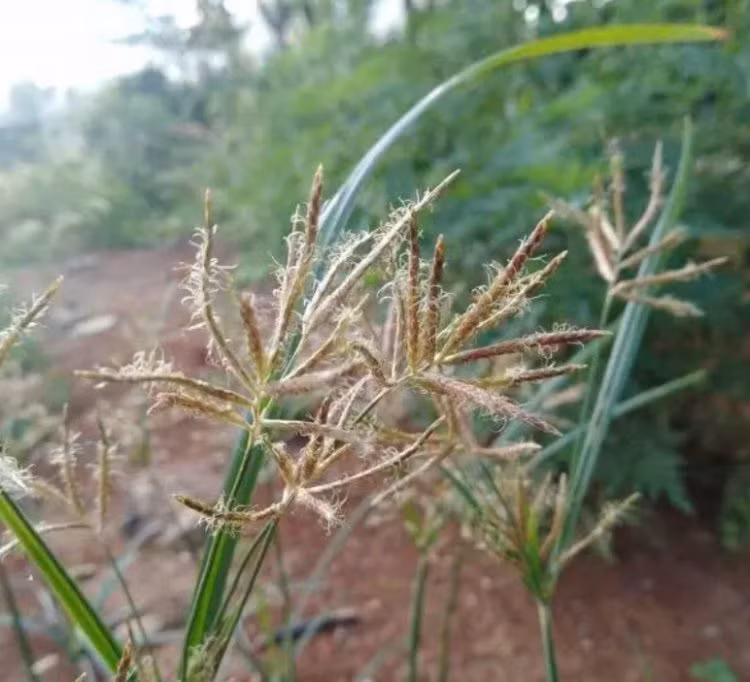 Loai co dai chua mo vang trong re-Hinh-2