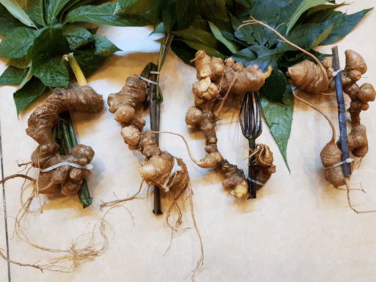 Củ sâm Ngọc Linh là một trong những loại nhân sâm có hàm lượng Sapoin nhiều nhất thế giới nên giá của chúng từ 90-300 triệu đồng/kg.