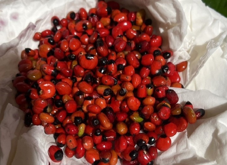 Tính ra, khoảng 2.000 hạt sẽ được khoảng 1kg.