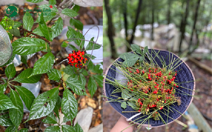 Với giá từ 200-240 triệu đồng/kg thì hạt sâm Ngọc Linh có giá “đắt như vàng” nên được coi là loại hạt đắt nhất Việt Nam.