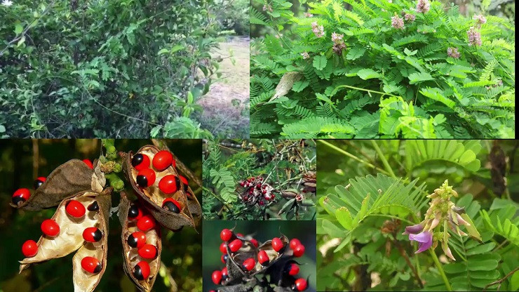 Hạt cam thảo nhìn khá giống hạt Sâm Ngọc Linh nên nhiều người bán hàng online đã lấy để gắn mác hạt sâm Ngọc Linh và bán với giá rẻ, chỉ từ 5-10 nghìn đồng/hạt