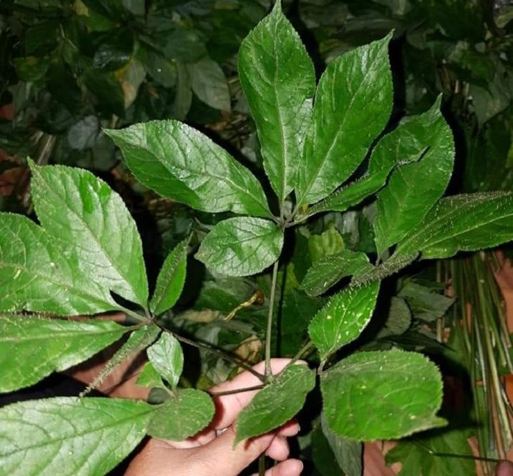 Chúng được tìm thấy ở các huyện miền núi Ngọc Linh thuộc Đắk Tô (Kon Tum) và Nam Trà My (Quảng Nam) nên gọi là Sâm Ngọc Linh.