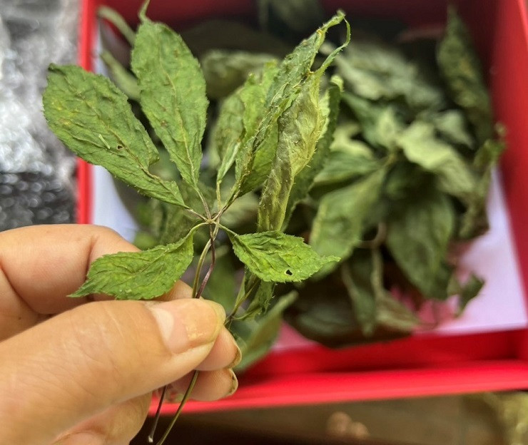 Lá sâm Ngọc Linh cũng chứa tới 16 hợp chất Saponin, 17 acid amin và 20 khoáng chất vi lượng nên có giá bán từ 10-12 triệu đồng/kg lá tươi, 150 triệu đồng/kg lá khô.