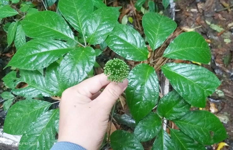 Giá hạt sâm Ngọc Linh khá đắt đỏ nhưng mỗi năm, sâm Ngọc Linh chỉ ra hoa đúng 1 lần.