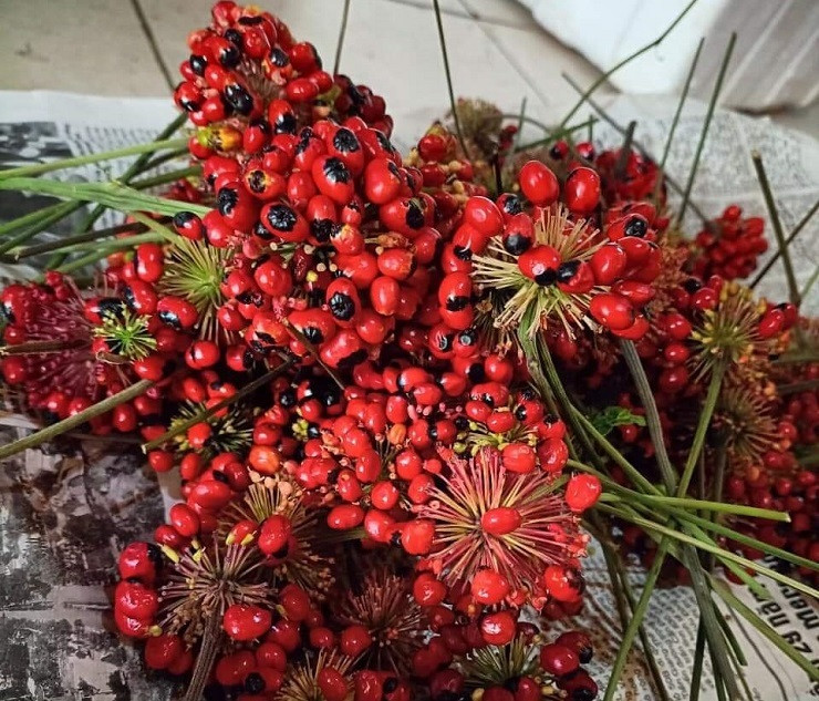 Vì vậy, giá 1kg hạt sâm Ngọc Linh rơi vào khoảng từ 200-240 triệu đồng.