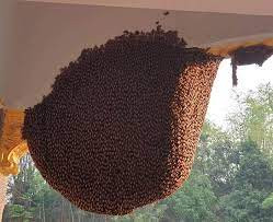 Ngoài ra, người xưa còn cho rằng chim, ong là món quà trời ban, thuộc về dương khí. Dương khí xuất hiện trong nhà sẽ mang đến nhiều tài lộc cho gia chủ. 