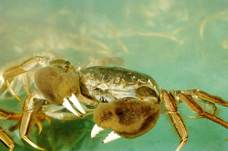 Trước đây cà ra có giá rẻ, còn bây giờ một cân cua cà ra có giá từ 300.000 - 400.000 đồng tùy to nhỏ nhưng không phải cứ có tiền là kiếm được