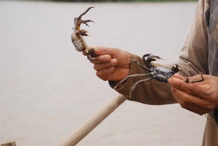 Cận cảnh con cà ra