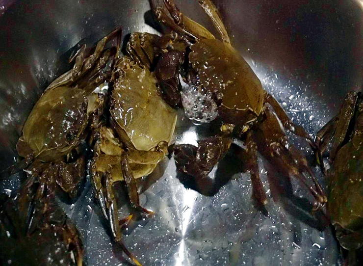 Giống cua lông này bơi rất cừ, dưới nước nhanh nhẹn không khác gì loài cá. Hễ nghe thấy tiếng động là chúng mất hút nơi đáy sông