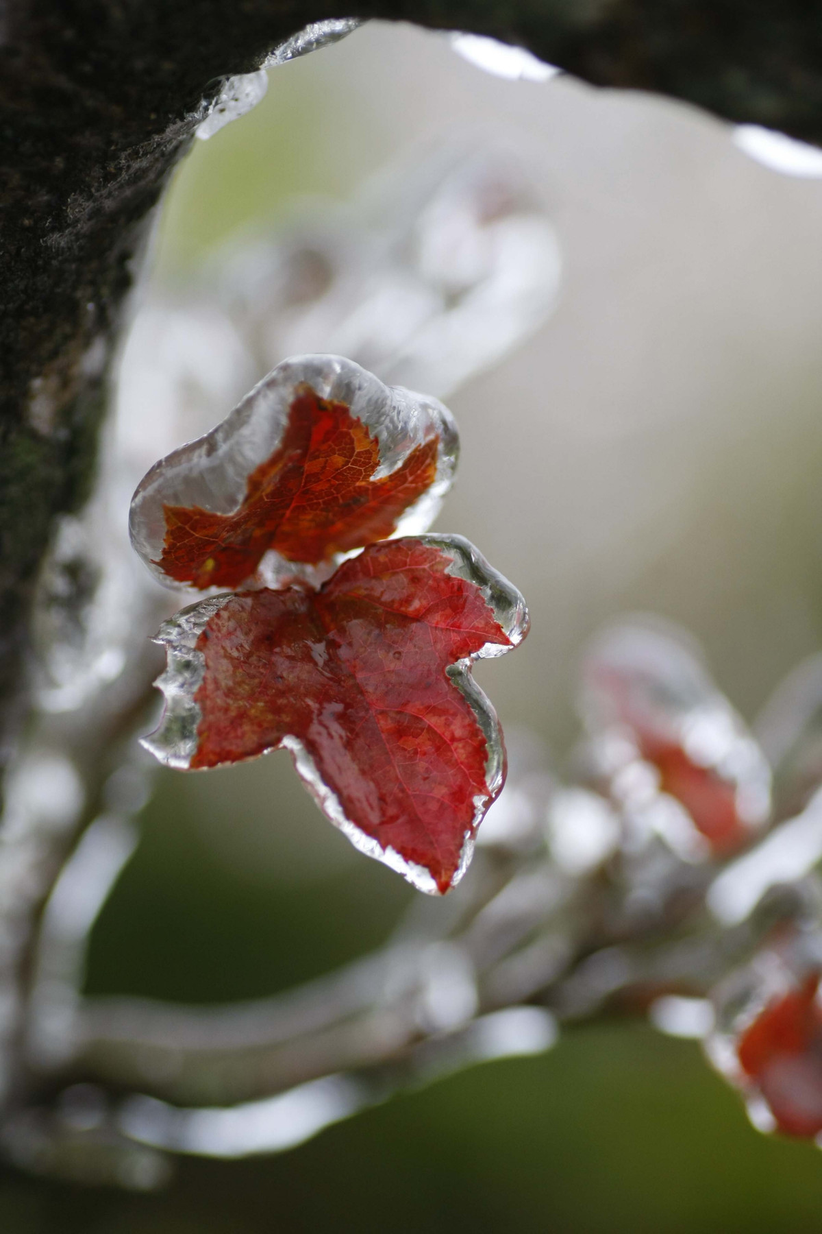 Du bao thoi tiet ngay 5/12: Mien Bac ret dam