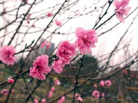 Net “rieng - duyen” cua Tet Viet trong mat Tay