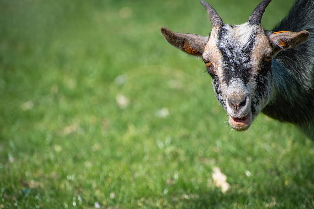 Trong tuần này, con giáp tuổi Mùi cũng phải chú ý đến lời nói, việc làm và kiểm soát cảm xúc của mình, không đưa ra những quyết định, phán đoán sai lầm do bốc đồng.