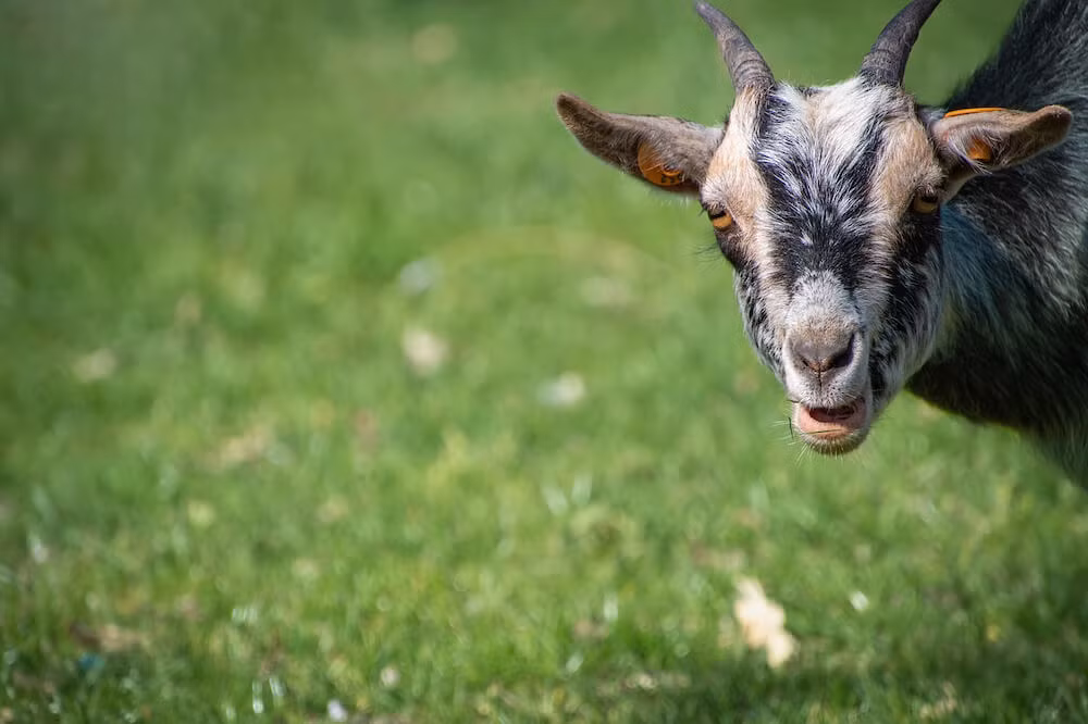 Trong tuần này, con giáp tuổi Mùi cũng phải chú ý đến lời nói, việc làm và kiểm soát cảm xúc của mình, không đưa ra những quyết định, phán đoán sai lầm do bốc đồng.