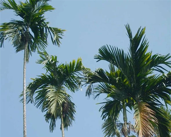 Loai cay la lung cua Viet Nam dung vung trong sieu bao