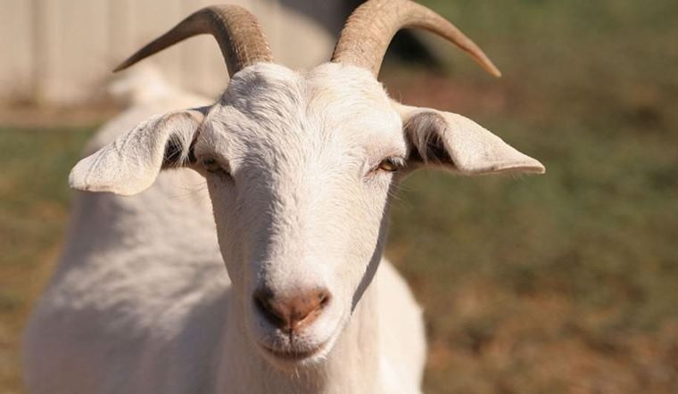  Về phương diện tài chính, tuổi Mùi sẽ bắt gặp dấu hiệu tích cực khi chỉ số tài lộc của bạn đang trên đà tăng lên. Đây là lúc để chủ động tìm kiếm và nắm bắt các cơ hội đầu tư, từ đó mang lại những bước tiến vững chắc cho tình hình tài chính của bạn.