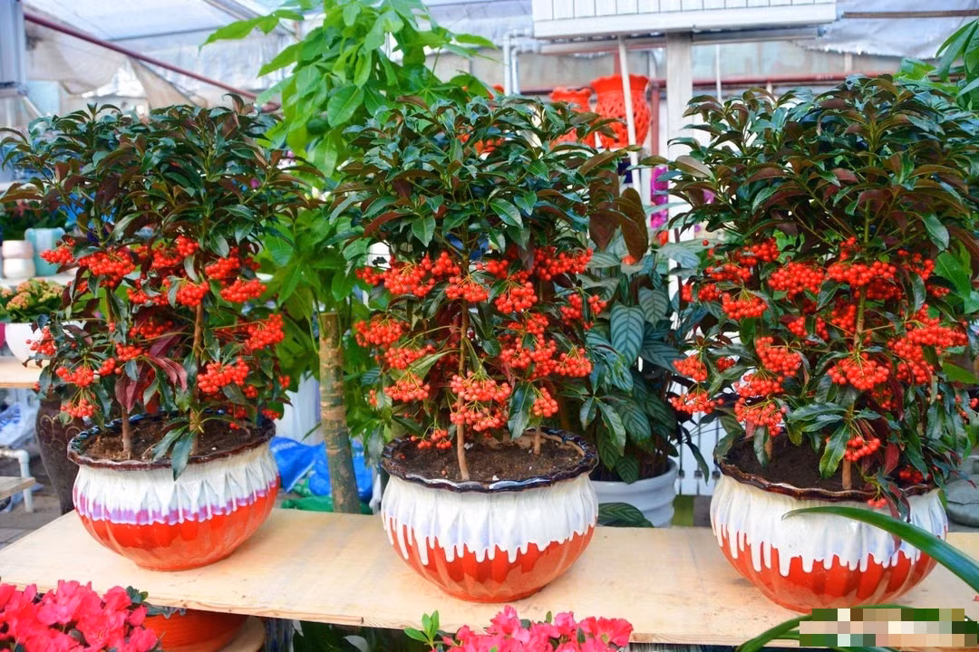 Tên tiếng Anh của nó cũng rất đa dạng như Christmas berry, Australian holly, coral ardisia, coral bush, coralberry, coralberry tree, hen's-eyes, and spiceberry. Cây cảnh này có tên khoa học là Ardisia Crenata Sims thuộc họ Ardisia, một loại cây bụi nhỏ thường xanh. Ảnh minh họa post 