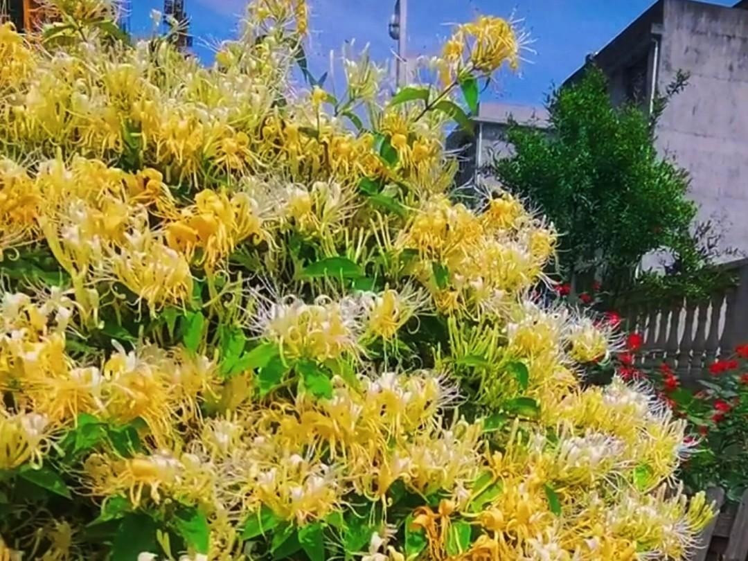  Kim ngân hoa là một người bảo vệ thực sự, mang lại phước lành và sự bảo vệ cho mọi người với vẻ đẹp và hương thơm của nó. Khi cây kim ngân nở rộ, gia đình sẽ cảm nhận được bầu không khí yên bình, mọi ưu phiền như được cuốn trôi. 