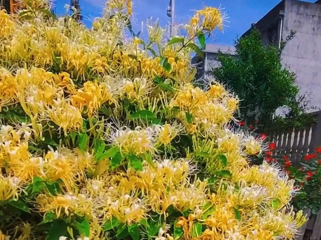  Kim ngân hoa là một người bảo vệ thực sự, mang lại phước lành và sự bảo vệ cho mọi người với vẻ đẹp và hương thơm của nó. Khi cây kim ngân nở rộ, gia đình sẽ cảm nhận được bầu không khí yên bình, mọi ưu phiền như được cuốn trôi. 