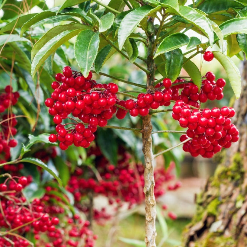  Cây cảnh được gửi gắm ý nghĩa mang lại cho gia chủ thành công, tài lộc và nguồn sinh khí để thêm động lực và ý chí phấn đấu không ngừng. Do đó, người xưa khuyên nên trồng kim ngân lượng trong nhà. 