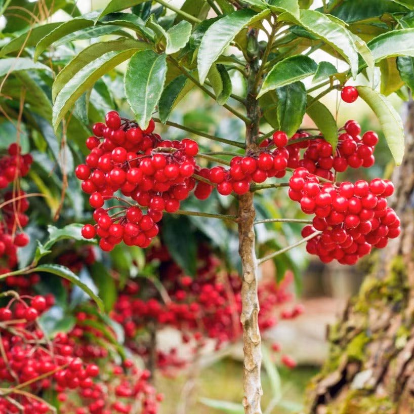  Cây cảnh được gửi gắm ý nghĩa mang lại cho gia chủ thành công, tài lộc và nguồn sinh khí để thêm động lực và ý chí phấn đấu không ngừng. Do đó, người xưa khuyên nên trồng kim ngân lượng trong nhà. 