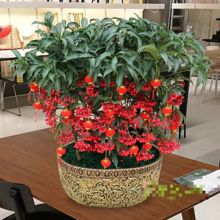  Nhưng kim ngân lượng trồng trong nhà là cây cảnh nhỏ, chỉ cao khoảng 30cm – 100cm. Cây cảnh này có lá xanh thẫm, sáng bóng, giàu sức sống, rễ thịt, nở hoa vào đầu mùa hè, quả hạch hình cầu, đường kính quả 8-12mm, quả chuyển sang màu đỏ vào đầu mùa đông, màu đỏ tươi và bóng, thời gian đậu quả trên 10 tháng hoặc lâu hơn, cũng rất ít khi rụng. Ảnh minh họa sgss8 