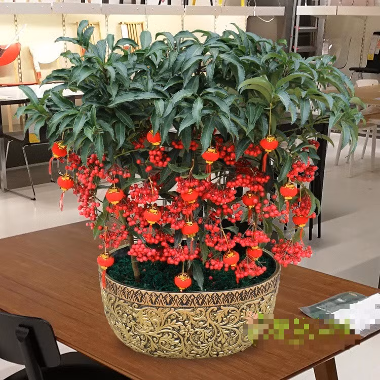  Nhưng kim ngân lượng trồng trong nhà là cây cảnh nhỏ, chỉ cao khoảng 30cm – 100cm. Cây cảnh này có lá xanh thẫm, sáng bóng, giàu sức sống, rễ thịt, nở hoa vào đầu mùa hè, quả hạch hình cầu, đường kính quả 8-12mm, quả chuyển sang màu đỏ vào đầu mùa đông, màu đỏ tươi và bóng, thời gian đậu quả trên 10 tháng hoặc lâu hơn, cũng rất ít khi rụng. Ảnh minh họa sgss8 