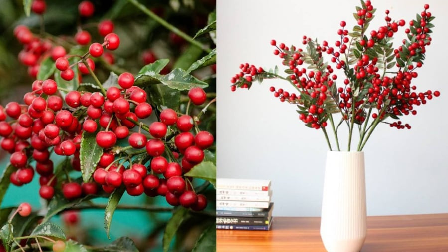  Nó thường được trồng trong nhà vào mùa đông. Mùa xuân, mùa hè và mùa thu. bón phân hữu cơ và tưới nước 20 ngày một lần để cây ra hoa và kết trái, trước đó cần bón thêm phân lân và kali để tăng giá trị làm cảnh của kim ngân lượng và thúc đẩy cây cảnh tiếp tục ra quả. 