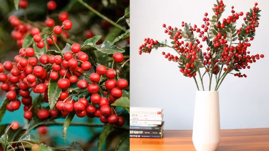  Nó thường được trồng trong nhà vào mùa đông. Mùa xuân, mùa hè và mùa thu. bón phân hữu cơ và tưới nước 20 ngày một lần để cây ra hoa và kết trái, trước đó cần bón thêm phân lân và kali để tăng giá trị làm cảnh của kim ngân lượng và thúc đẩy cây cảnh tiếp tục ra quả. 