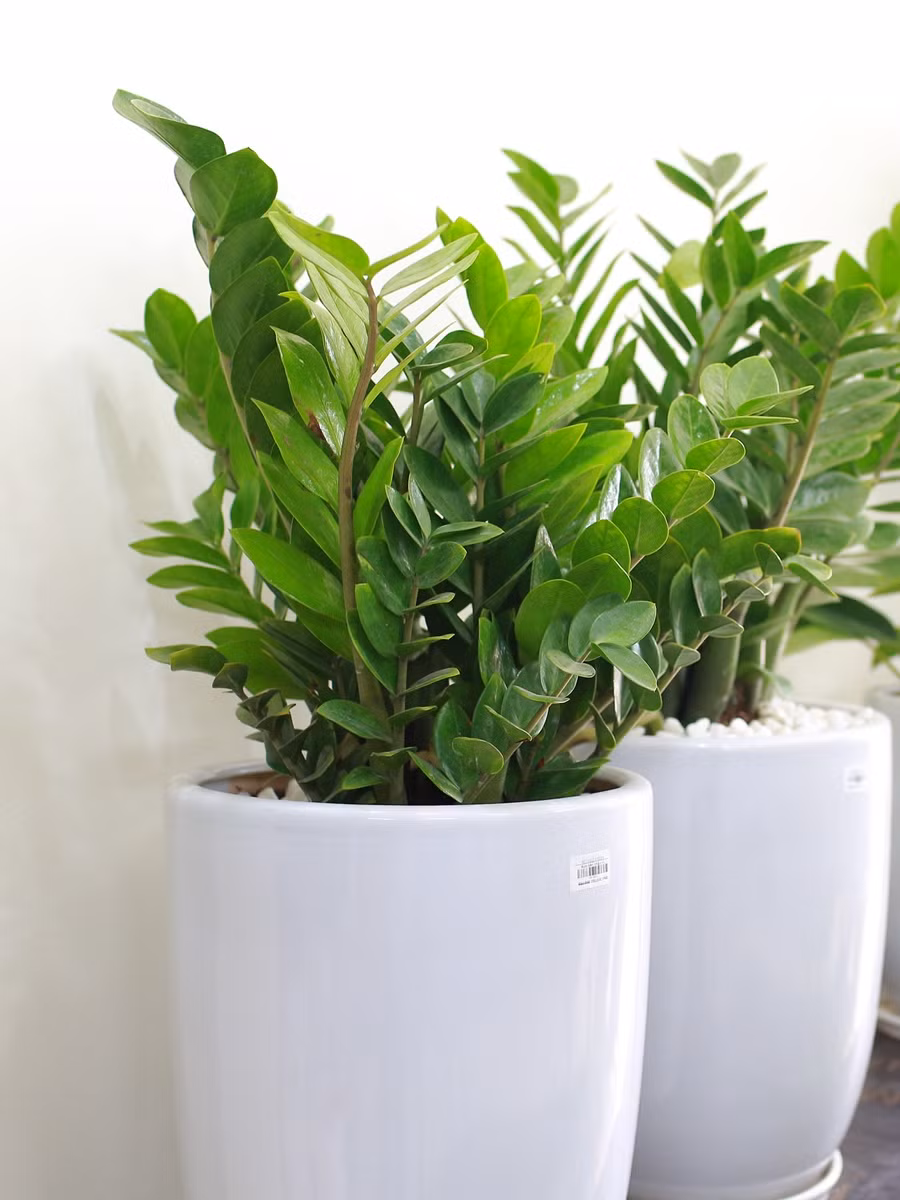  Lá cây kim tiền cũng giống như những đồng xu xâu chuỗi lại với nhau. Chúng là cây cảnh tượng trưng cho sự giàu sang, may mắn. 