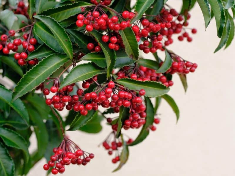  Trong phong thủy, màu xanh lá cây kết hợp màu đỏ quả xum xuê đại diện cho sự sung túc, ấm no, an khang thịnh vượng, sức khỏe trường thọ, gia đình hạnh phúc viên mãn. 