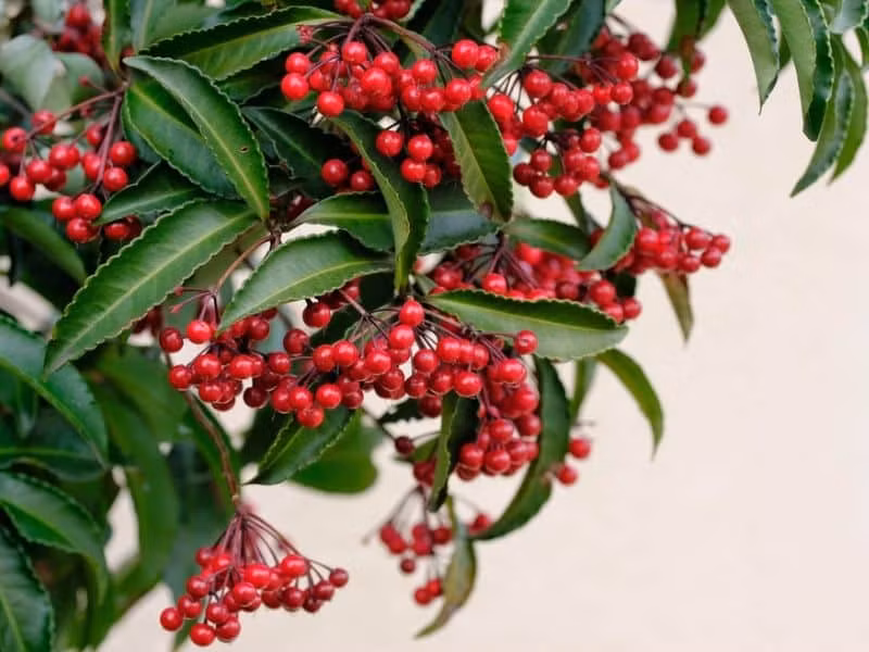  Trong phong thủy, màu xanh lá cây kết hợp màu đỏ quả xum xuê đại diện cho sự sung túc, ấm no, an khang thịnh vượng, sức khỏe trường thọ, gia đình hạnh phúc viên mãn. 