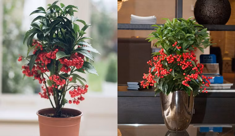  Cây cảnh này dạng bụi cao 2m – 3m, nhiều loại là cây thuốc quý. Nó là một loại thuốc cổ truyền được sử dụng phổ biến trong dân gian chúng ta. có thể làm giảm đau bụng kinh, kích hoạt kinh mạch, điều trị vết bầm tím... 