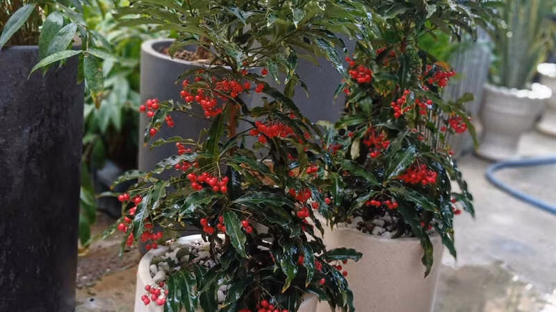  Đặc điểm nổi bật của cây cảnh kim ngân lượng chính là những quả đỏ lúc lỉu như hàng trăm viên hồng ngọc. Màu quả đỏ tươi, mỗi cây có 200-1000 quả, đồng đều về màu sắc và kích cỡ, tạo thành sự tương phải mạnh mẽ với màu lá xanh khiến cây cảnh càng rực rỡ, bắt mắt. 