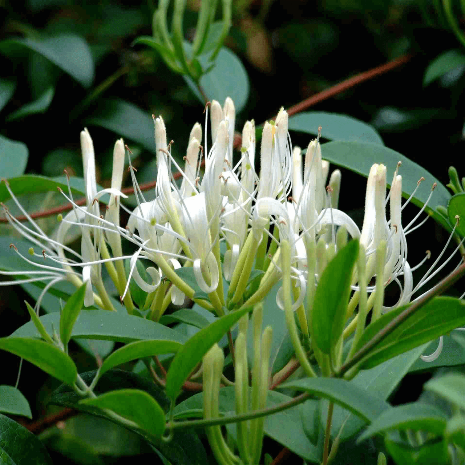  Trồng kim ngân hoa trong nhà mang lại bình an: Cây Kim ngân hoa có tên khoa học là Flos Lonicerae, tên tiếng Anh là Lonicera Japonica Thunb, họ Kim Ngân (Caprifoliaceae). Kim ngân hoa là loại dây leo bằng thân quấn, thân non có lông màu nâu đỏ, thường mọc thành bụi; cành non có lớp lông bao phủ và màu hơi đỏ có vân.