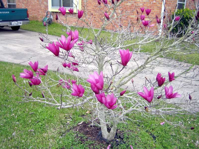  Khi chọn một cây cảnh mộc lan, bạn nên đánh giá không gian và vị trí có sẵn trong khu vườn của mình. Cây cảnh này thích nơi có nắng hoặc có bóng râm một phần với một chút bảo vệ khỏi nắng nóng và gió buổi chiều. Ngoài ra, để có kết quả trồng trọt tốt nhất, hãy chọn nơi có đất tơi xốp, giàu dinh dưỡng hoặc ít nhất, cải tạo đất bằng phân bò trước khi trồng. 