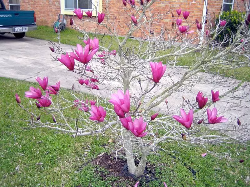  Khi chọn một cây cảnh mộc lan, bạn nên đánh giá không gian và vị trí có sẵn trong khu vườn của mình. Cây cảnh này thích nơi có nắng hoặc có bóng râm một phần với một chút bảo vệ khỏi nắng nóng và gió buổi chiều. Ngoài ra, để có kết quả trồng trọt tốt nhất, hãy chọn nơi có đất tơi xốp, giàu dinh dưỡng hoặc ít nhất, cải tạo đất bằng phân bò trước khi trồng. 