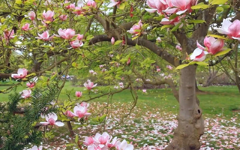  Theo người xưa, hoa mộc lan có ý nghĩa phong thủy tốt, nhiều gia đình, nhà hàng, khách sạn trồng cây cảnh này trước cửa nhà nhằm thu hút tài lộc, may mắn cho gia chủ, giúp việc làm ăn buôn bán cũng như công việc luôn được thuận lợi, thăng tiến.