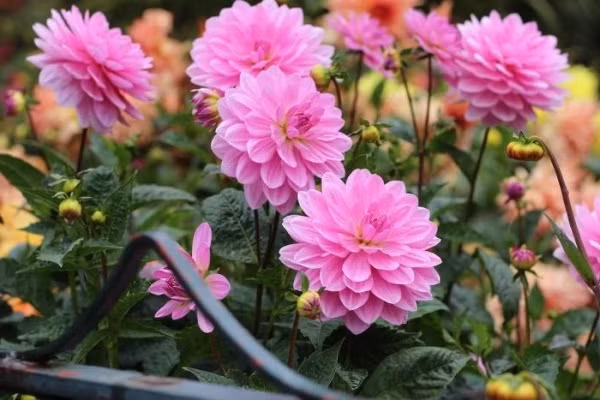 Khi tưới nước cho thược dược, hãy cẩn thận để không bị ngập úng. Cây cảnh này có nhu cầu dinh dưỡng cao. Vì vậy, sau khi lá mọc và chồi xuất hiện cần bổ sung phân lân và kali. Như vậy cành lá sẽ khỏe, nở nhiều, hoa to và đẹp.