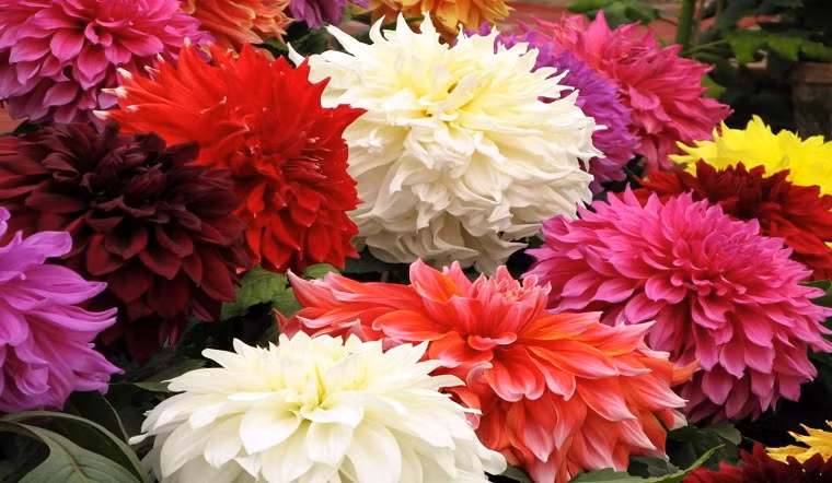 Ngoài ra, người xưa còn cho rằng, trồng loài hoa này ngoài cửa có thể thu hút tài lộc và làm cho việc kinh doanh của gia đình trở nên thịnh vượng. Có nhiều giống thược dược có thể trồng ở vườn, loại hoa, màu sắc và thời kỳ ra hoa khác nhau do các giống khác nhau. 