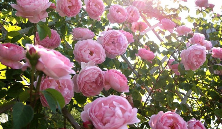 Về việc bảo dưỡng hàng ngày, chúng ta nên tưới nước thường xuyên, không để đất khô quá lâu. Và bạn cũng nên giúp nó cắt tỉa cành hợp lý, cắt bỏ cành già, cành yếu, cành dài, cành rậm rạp, giúp cành mới nảy mầm, có thể thúc đẩy ra hoa.