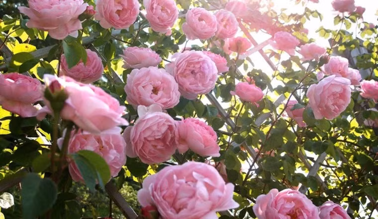 Về việc bảo dưỡng hàng ngày, chúng ta nên tưới nước thường xuyên, không để đất khô quá lâu. Và bạn cũng nên giúp nó cắt tỉa cành hợp lý, cắt bỏ cành già, cành yếu, cành dài, cành rậm rạp, giúp cành mới nảy mầm, có thể thúc đẩy ra hoa.