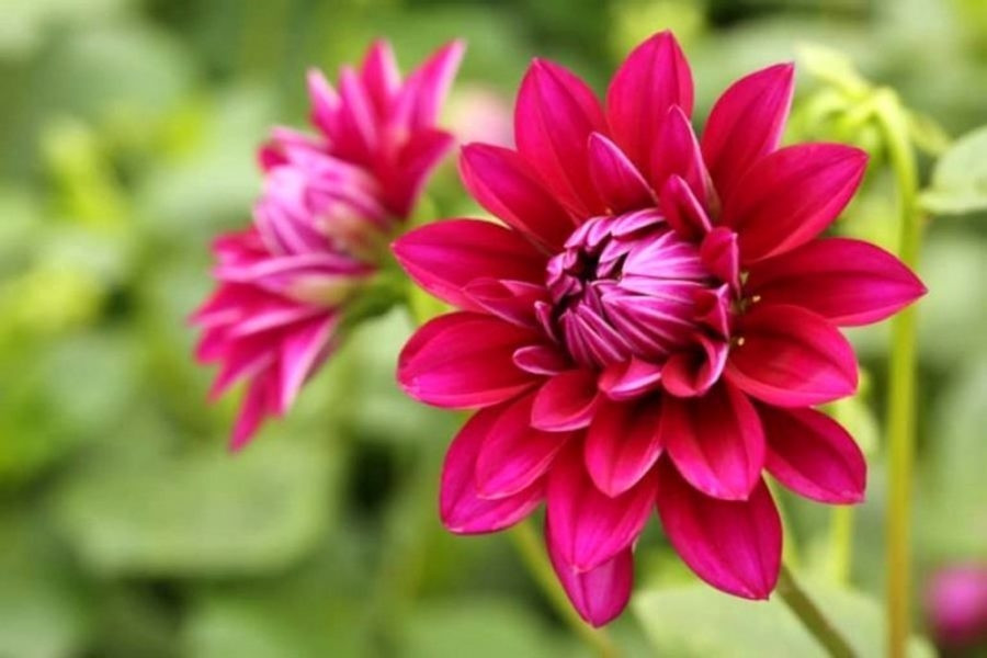  Nhưng mùa xuân tới, khi nhiệt độ tăng lên, củ thược dược sẽ lại đâm chồi, mọc lại cành lá và tiếp tục nở hoa. Có rất nhiều bông hoa nở rộ, thực sự rực rỡ và dễ thấy, chúng chắc chắn là tiêu điểm của khu vườn.