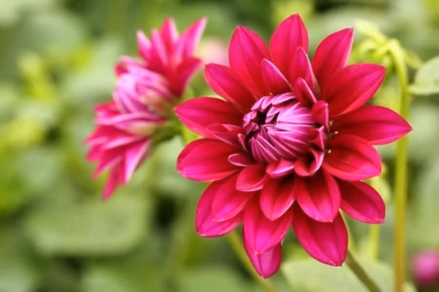  Nhưng mùa xuân tới, khi nhiệt độ tăng lên, củ thược dược sẽ lại đâm chồi, mọc lại cành lá và tiếp tục nở hoa. Có rất nhiều bông hoa nở rộ, thực sự rực rỡ và dễ thấy, chúng chắc chắn là tiêu điểm của khu vườn.