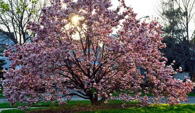 Ngoài ra hoa mộc lan còn là biểu tượng cho sự giàu sang, quý phái nên khi nhìn vào cây hoa này các vị khách ghé thăm nhà cũng biết được quyền lực của chủ nhà. Theo người xưa, vị trí tốt nhất để trồng cây cảnh mộc lan là phía bên phải hoặc bên trái ngôi nhà để cây hoa giúp hút tài lộc, vận khí tốt vào nhà. 